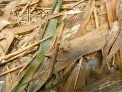 Duttaphrynus stomaticus