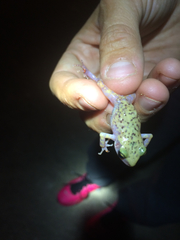 Eleutherodactylus marnockii