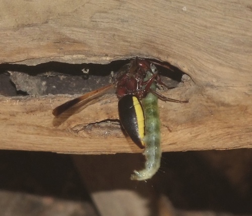 Rhynchium marginellum