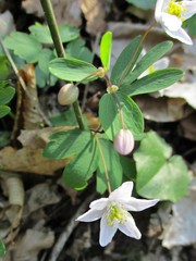 Isopyrum thalictroides