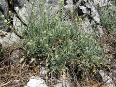 Aurinia saxatilis