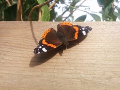 Vanessa atalanta