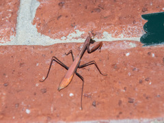 Pseudomantis albofimbriata