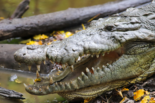 American crocodile