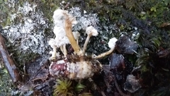 Cordyceps sinclairii