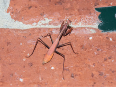 Pseudomantis albofimbriata