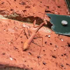 Pseudomantis albofimbriata