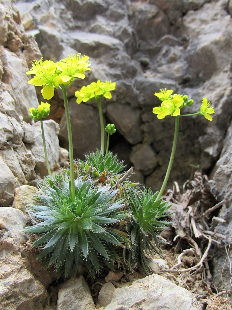 Woolly-fruited Whitlow-grass
