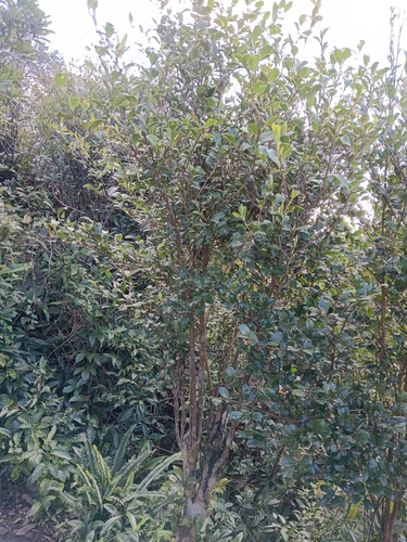 Camellia brevistyla iNat (3)