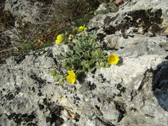 Potentilla tommasiniana