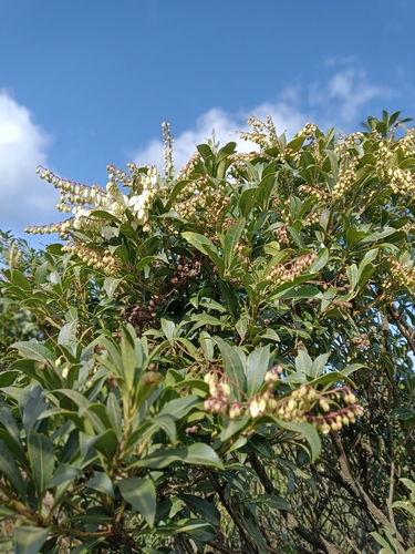 Pieris japonica iNat (1)