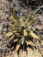 Dudleya abramsii