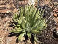 Dudleya abramsii