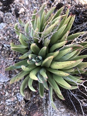 Dudleya abramsii