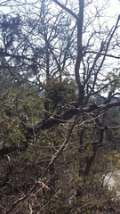 Arceuthobium oxycedri