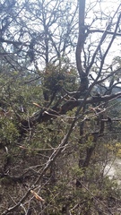 Arceuthobium oxycedri