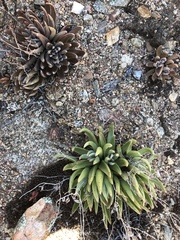 Dudleya abramsii
