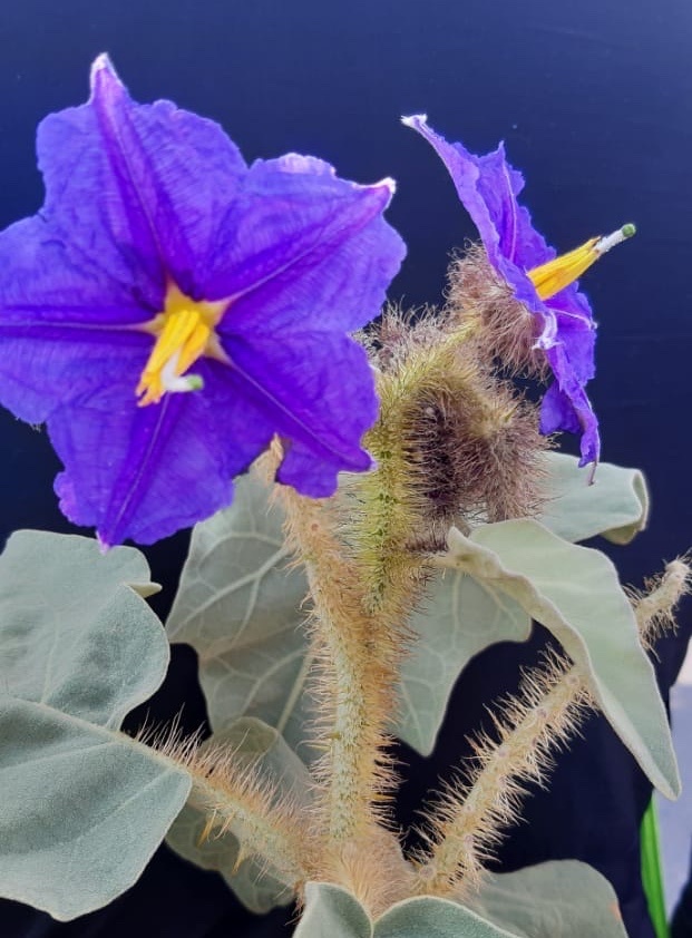 Solanum crinitum