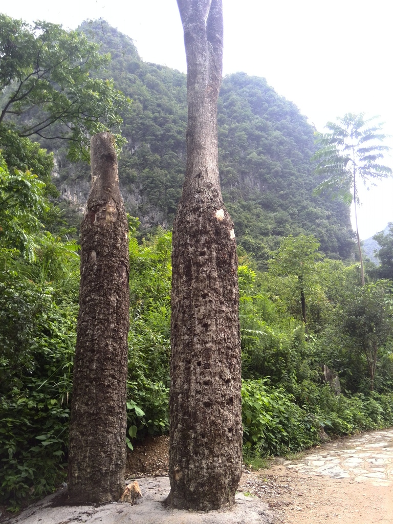 downy tree of heaven