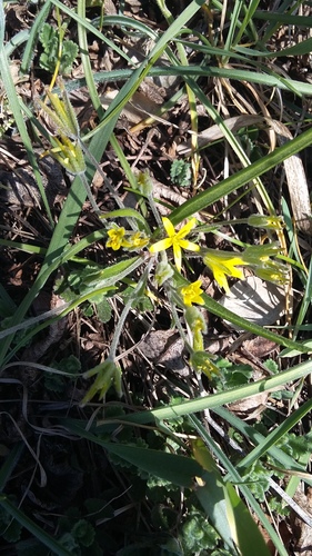 Gagea granatellii (Parl.) Parl.