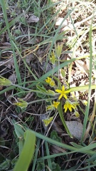 Gagea granatellii