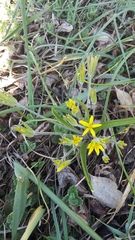Gagea granatellii
