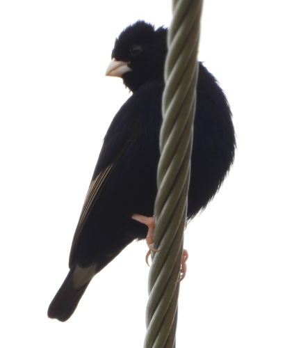 Purple Indigobird (Vidua purpurascens), photo 7