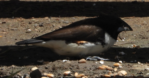 Magpie Mannikin (Spermestes fringilloides), photo 4