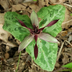 Trillium stamineum