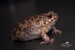 Physalaemus marmoratus