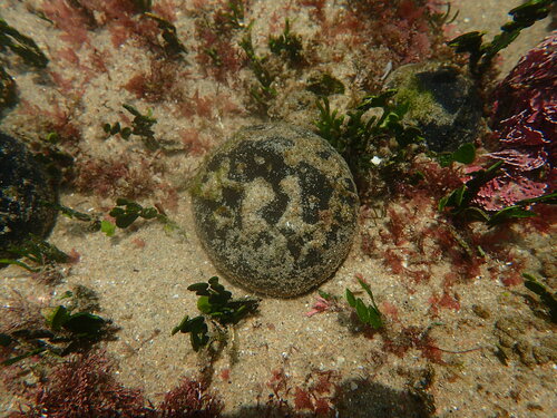 Flat Golfball Codium (Codium papenfussii)