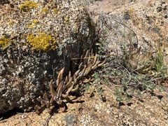 Dudleya abramsii abramsii