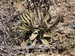 Dudleya abramsii abramsii