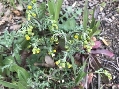 Senecio vulgaris