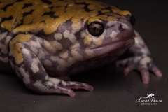 Dermatonotus muelleri