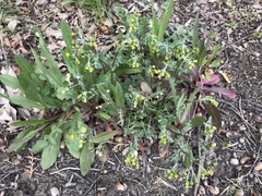 Senecio vulgaris
