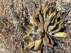 Dudleya abramsii abramsii
