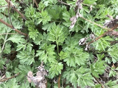 Artemisia vulgaris