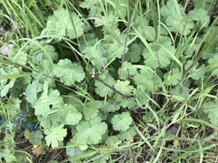 Geranium rotundifolium