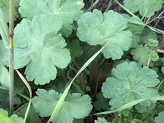 Geranium rotundifolium