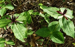 Trillium stamineum