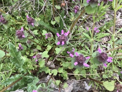 Lamium purpureum