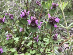 Lamium purpureum