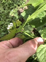 Alliaria petiolata