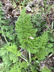 Daucus carota