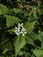 Alliaria petiolata