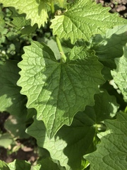 Alliaria petiolata