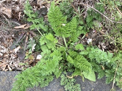 Daucus carota