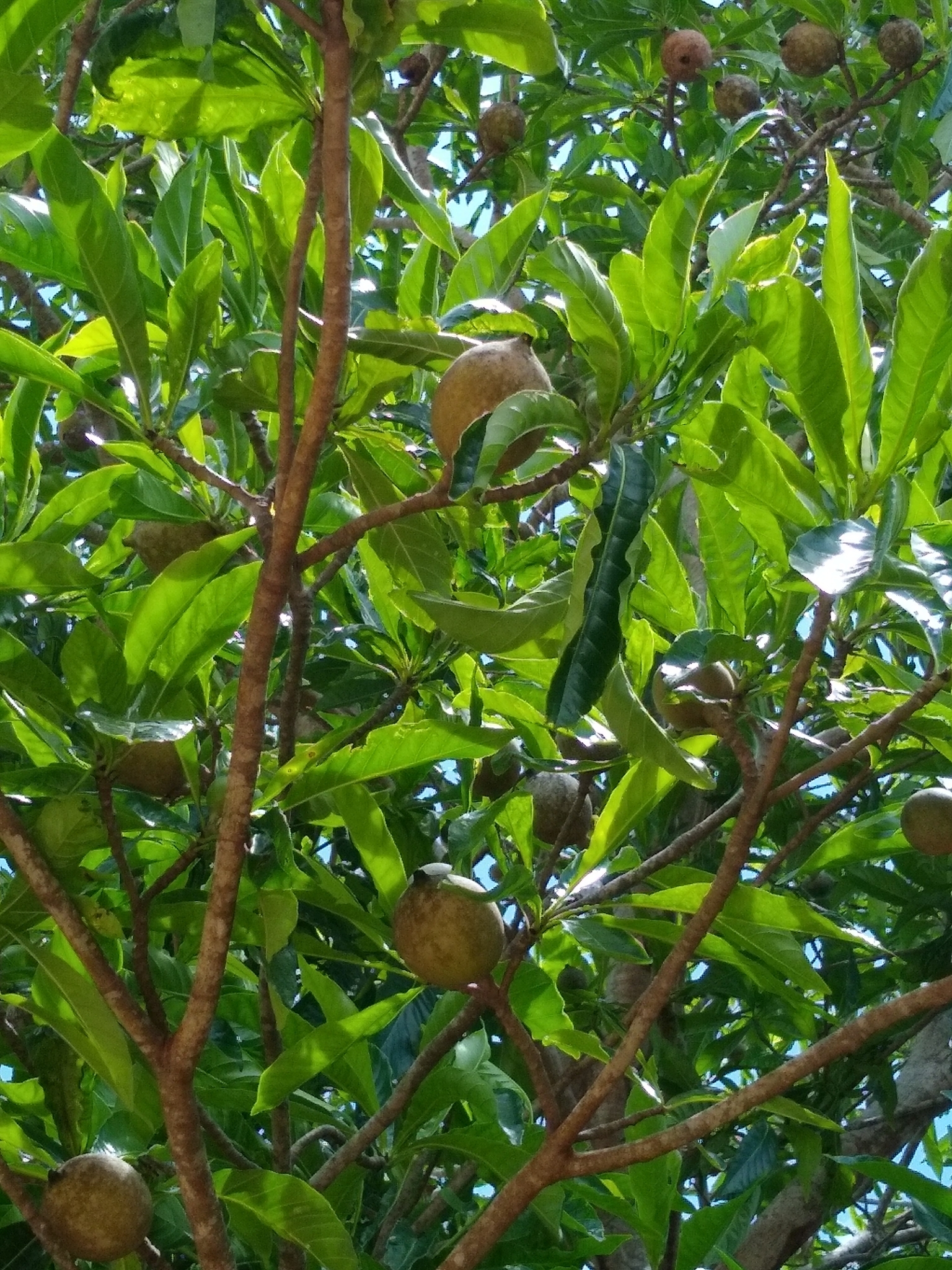 Imagem de Jenipapo