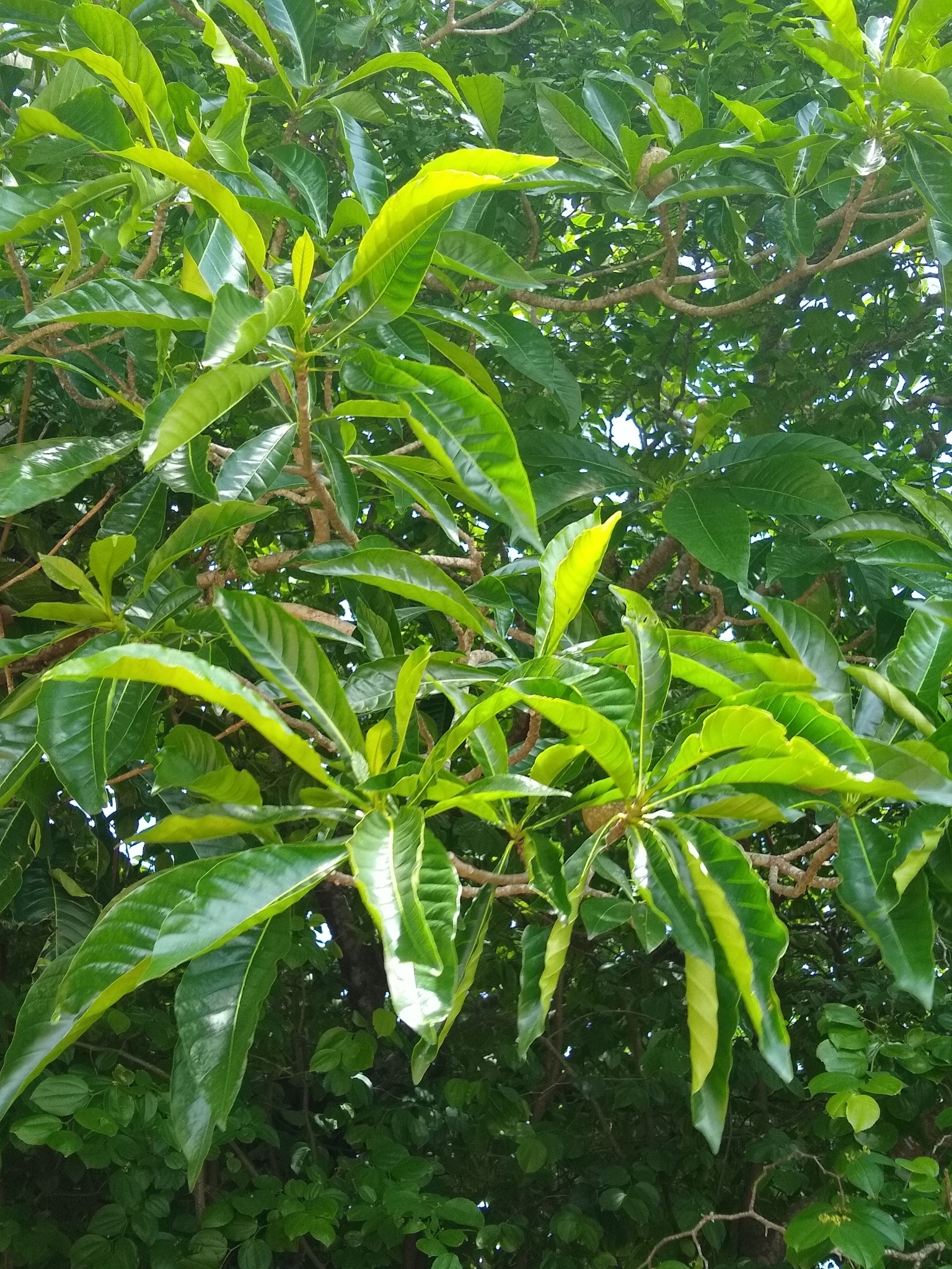 Imagem de Jenipapo